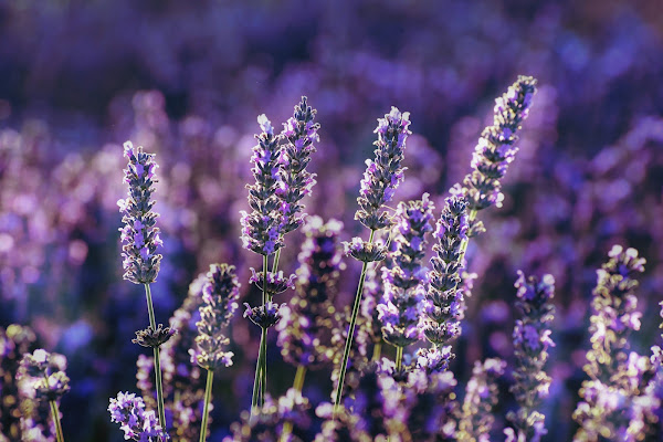 gambar Bunga Lavender gambar Bunga Lavender