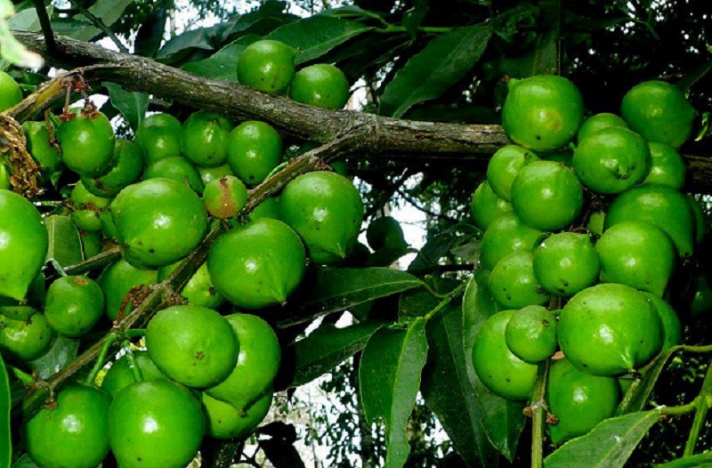 pohon-buah-mundu pohon-buah-mundu