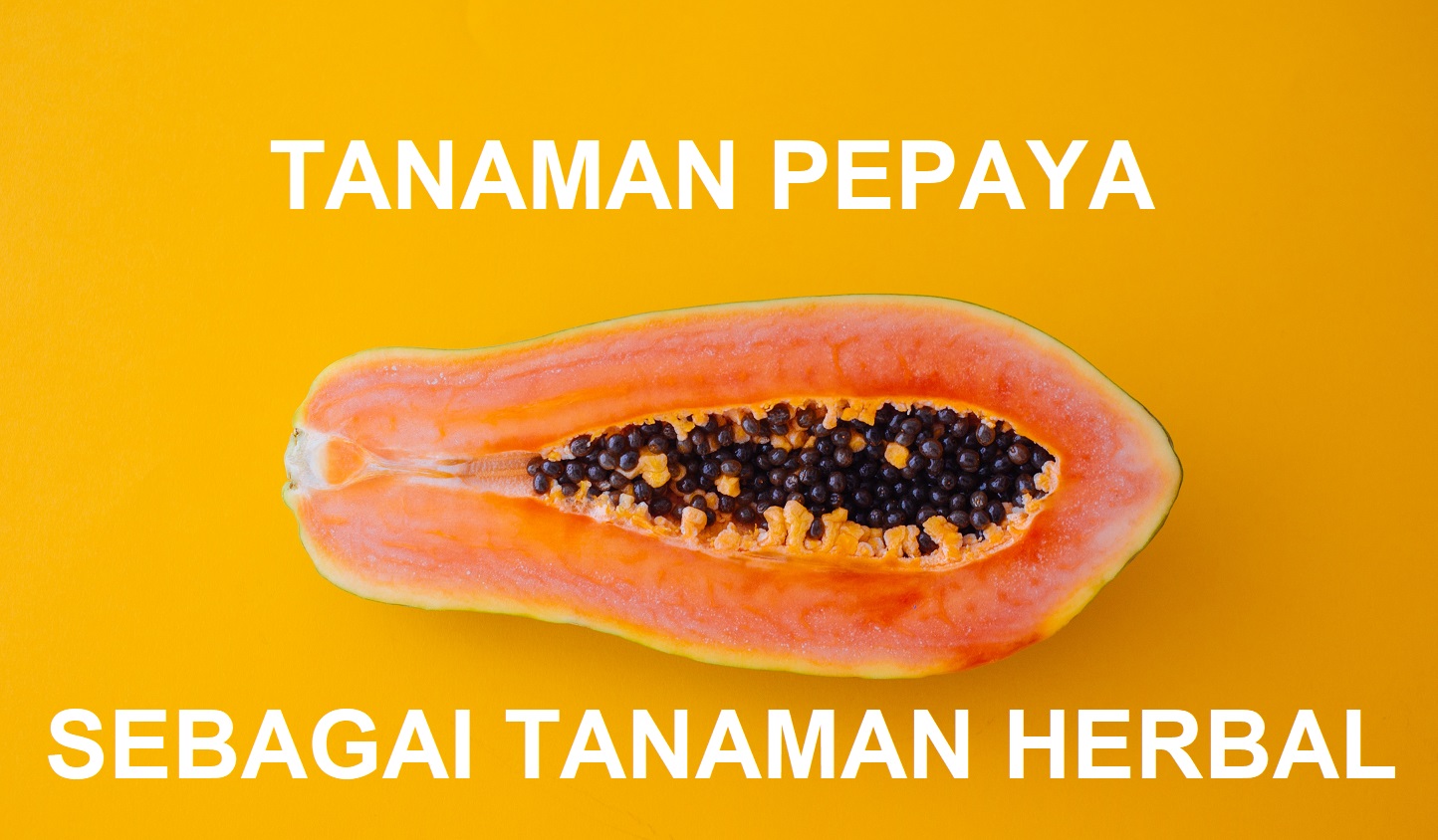 NAMA LATIN PEPAYA NAMA LATIN PEPAYA