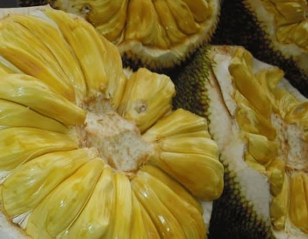 nangka dulang nangka dulang