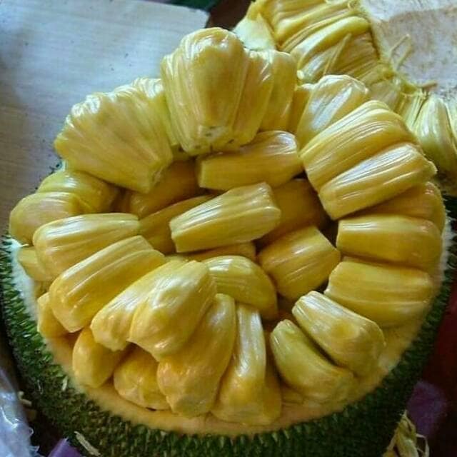 nangka madu nangka madu