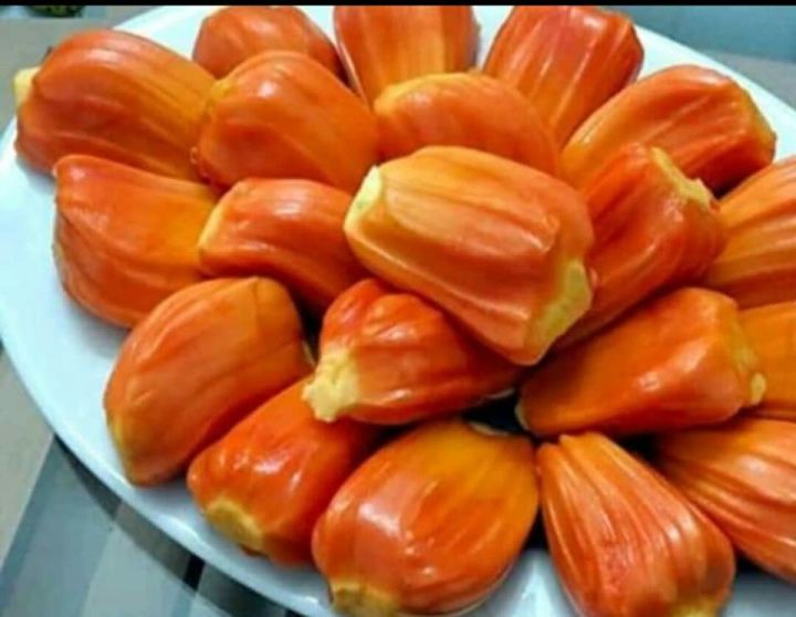 jenis nangka - nangka merah jenis nangka : nangka merah