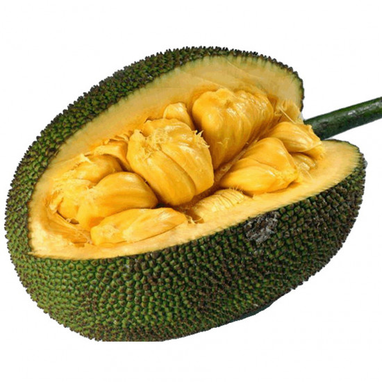 nangka mini nangka mini