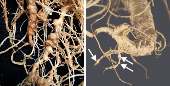 Penyakit Nematoda Puru Akar pada tanaman pepaya penyakit pepaya : Nematoda Puru Akar