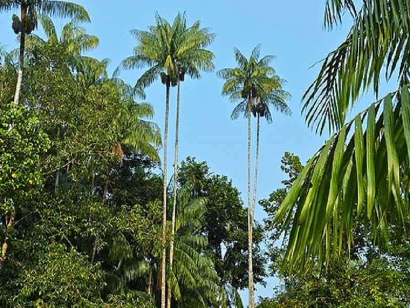 pohon-nibung-adalah pohon-nibung-adalah