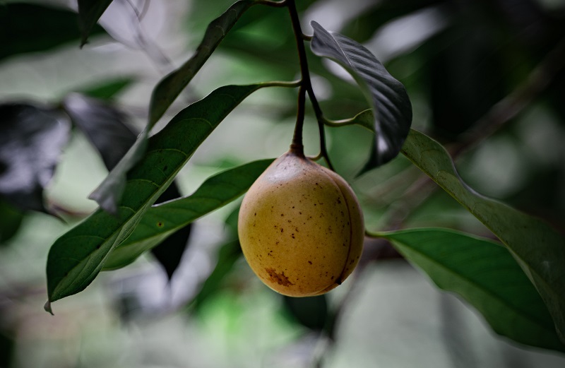 buah-pala buah-pala