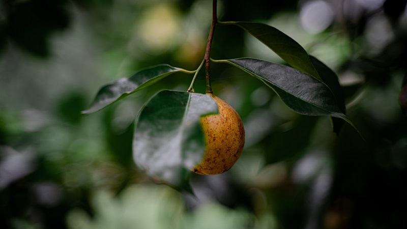 efek samping buah pala efek samping buah pala