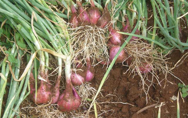 panen bawang merah panen bawang merah