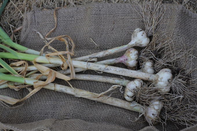 panen bawang putih panen bawang putih