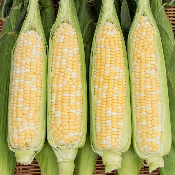 penanaman jagung manis cara tanam jagung manis