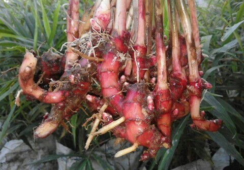 panen jahe merah panen jahe merah