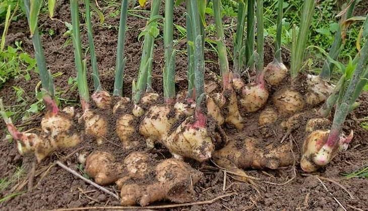 PANEN JAHE PEMANENAN JAHE