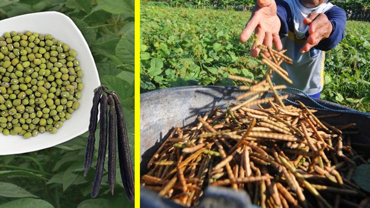 panen kacang hijau panen kacang hijau