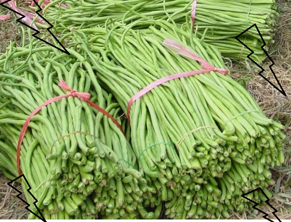 panen kacang panjang panen kacang panjang