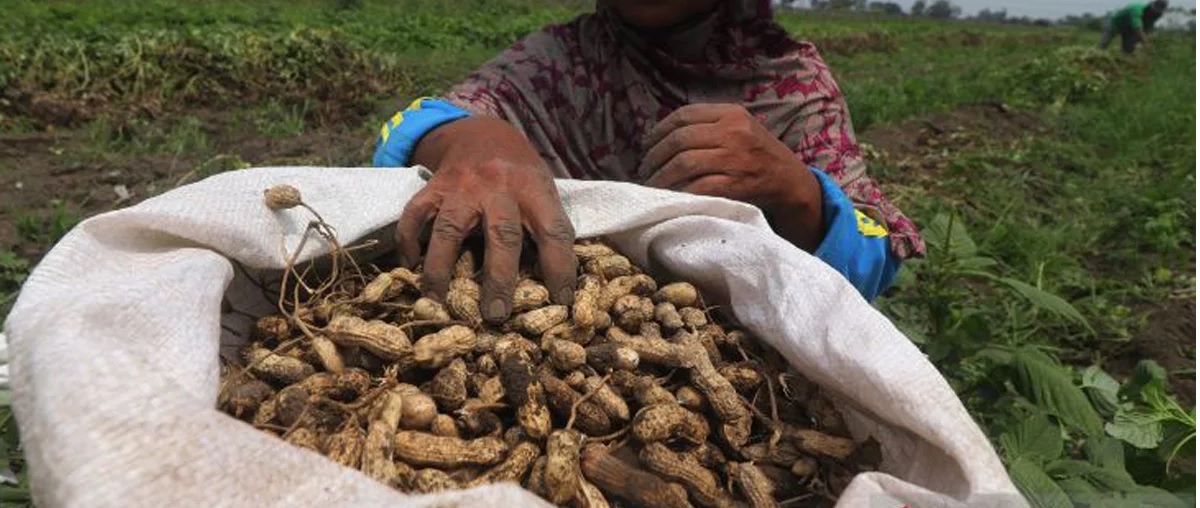 panen kacang tanah panen kacang tanah
