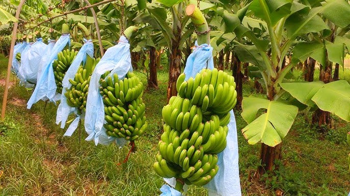 panen pisang cavendish panen pisang cavendish