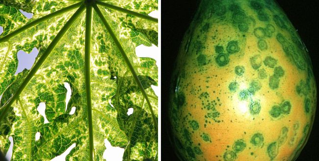 Papaya Ringspot Virus (PRSV) Papaya Ringspot Virus (PRSV)