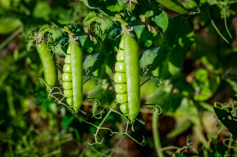 pohon kacang polong pohon kacang polong