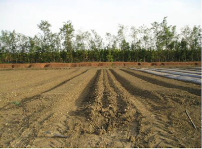 PERSIAPAN LAHAN TANAM JAHE LAHAN JAHE