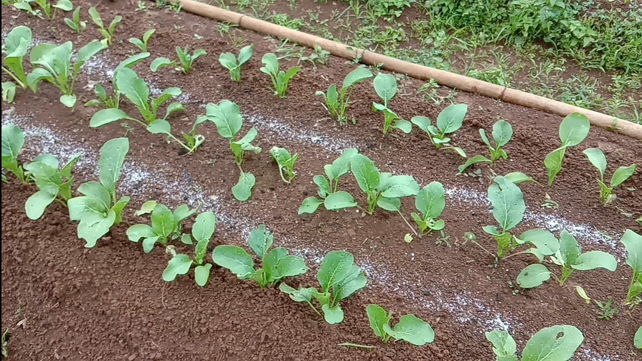 pemupukan sawi hijau pemupukan sawi hijau