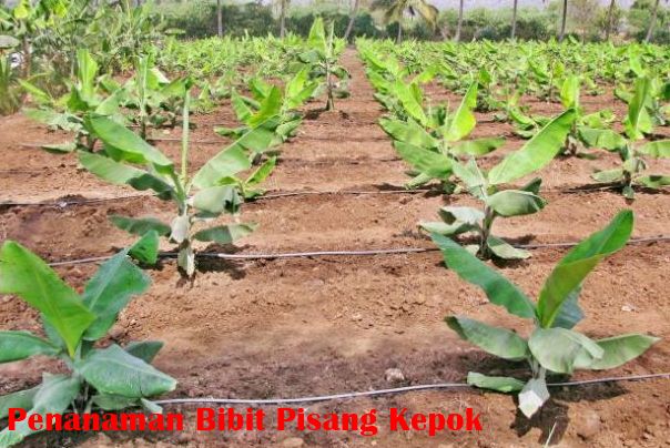 jarak tanaman pisang kepok