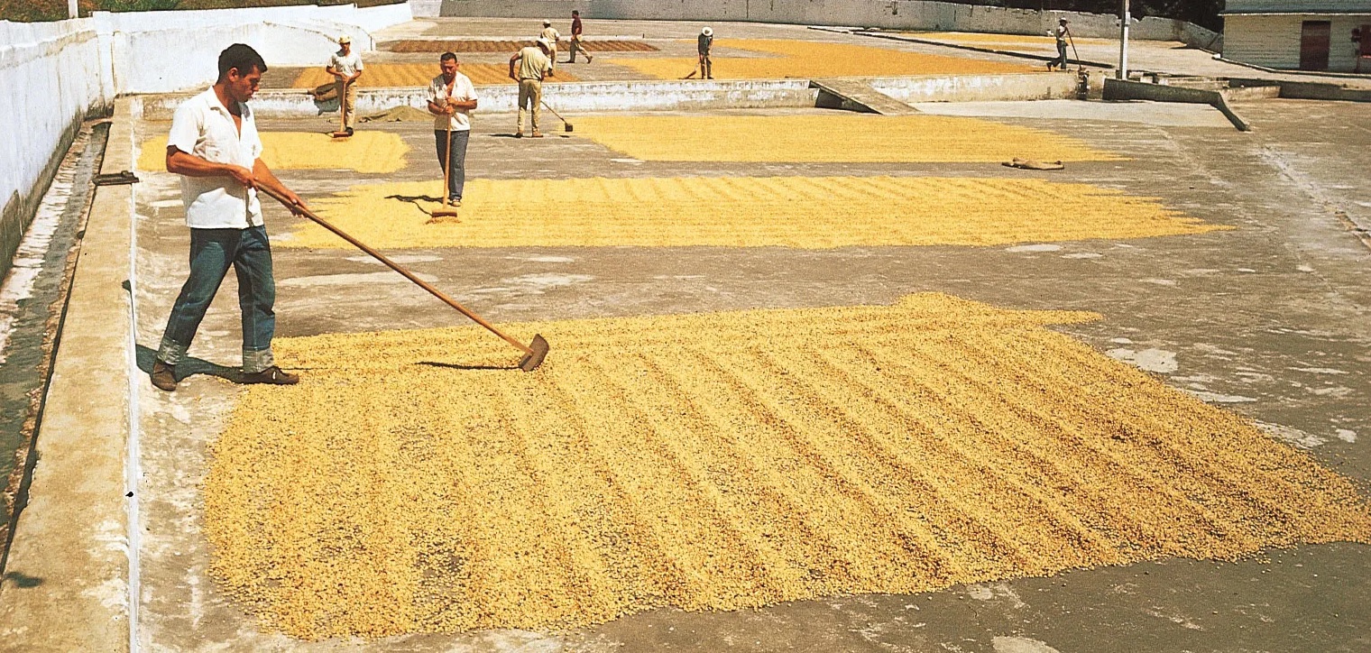 pengeringan kopi pengeringan kopi