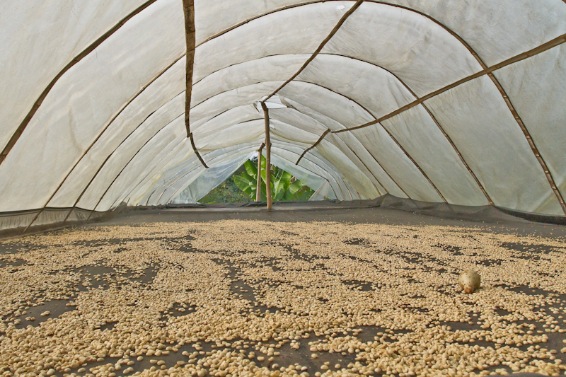 pengeringan biji kopi pengeringan biji kopi