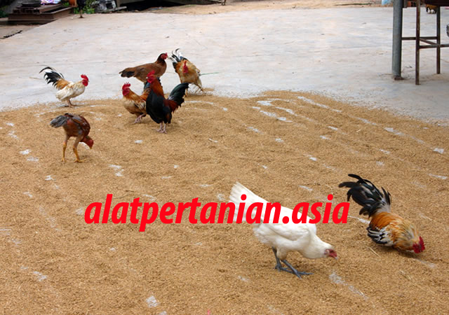 metode pengeringan gabah padi