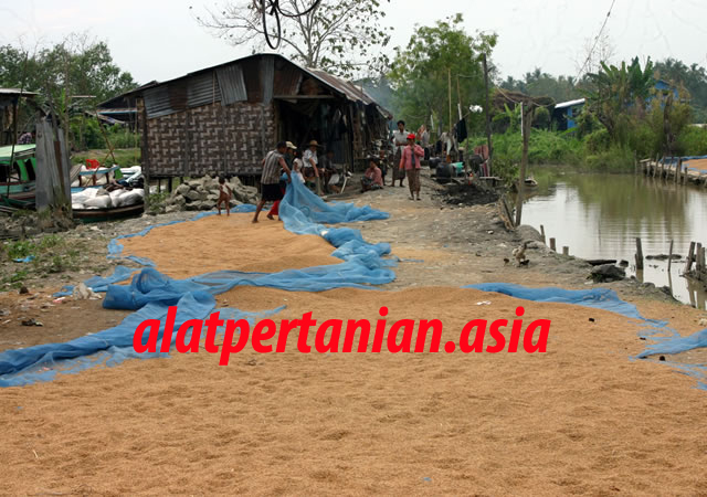 pengeringan padi