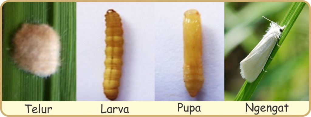 Penggerek Batang Padi Putih ( Schirpophaga innotata )
