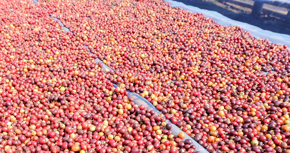 PENGOLAHAN BIJI KOPI BIJI KOPI