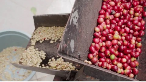 KUPAS KULIT KOPI KUPAS KULIT KOPI