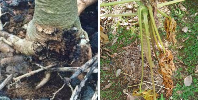 penyakit akar busuk pepaya penyakit akar busuk pepaya