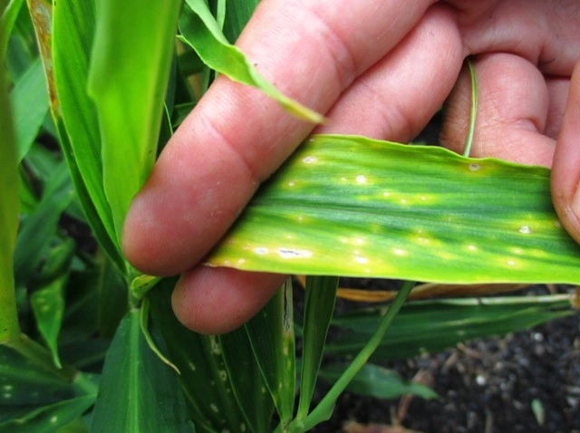 penyakit tanaman jahe - bercak daun penyakit jahe : bercak daun