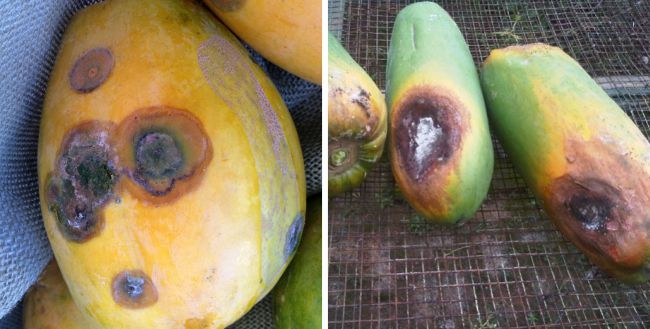 Penyakit Busuk Buah Antraknosa Penyakit Busuk Buah Antraknosa