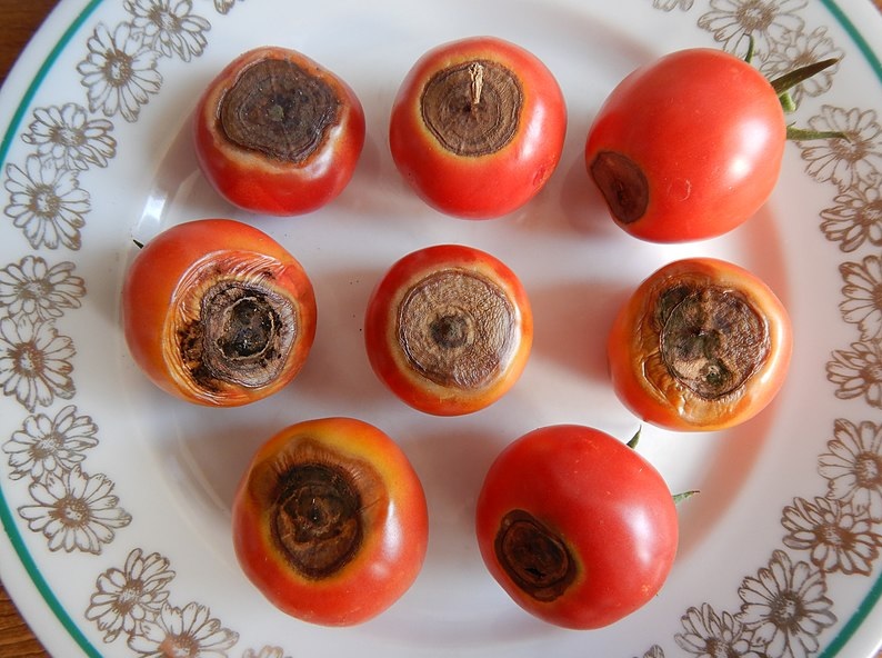 pentakit tomat akibat Alternaria solani i penyakit tomat karena Alternaria solani