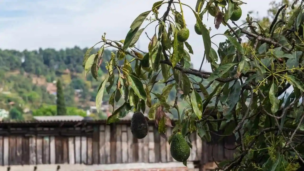 penyakit tanaman alpukat penyakit tanaman alpukat