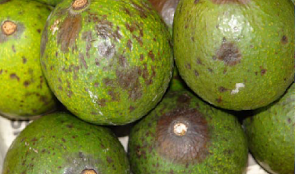 penyakit tanaman alpukat Antraknosa penyakit tanaman alpukat Antraknosa