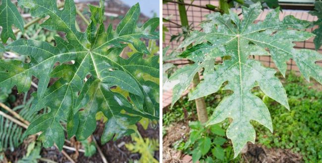 Penyakit Tepung (Powdery Mildew)