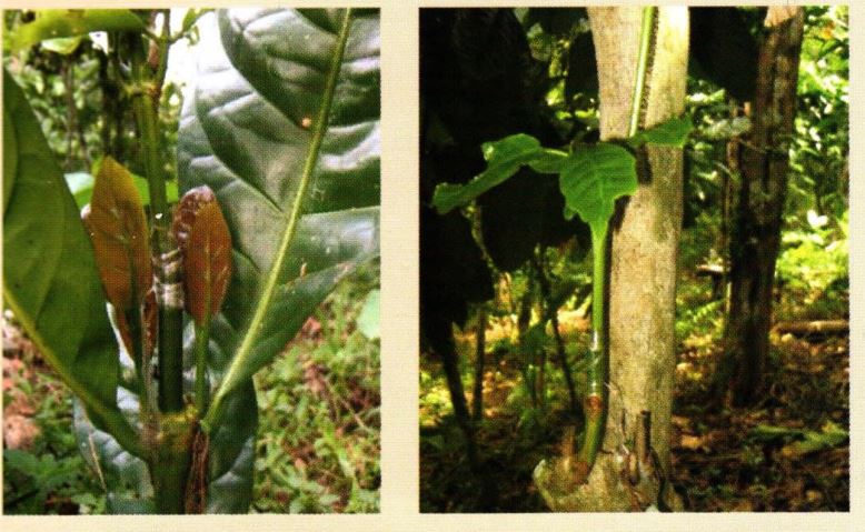 penyambugan bibit kopi