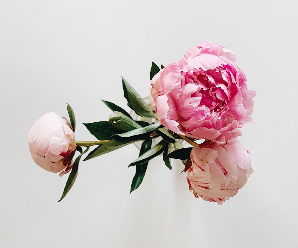 bunga-peony bunga-peony