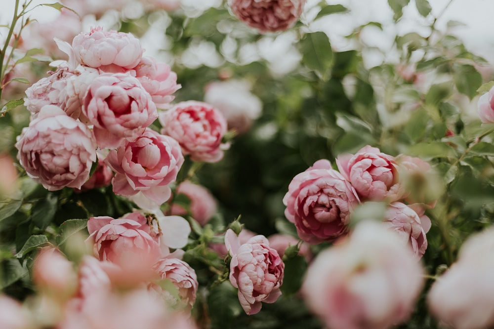 arti bunga peony arti bunga peony