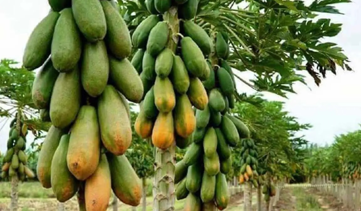 gambar jenis jenis pepaya gambar jenis jenis pepaya