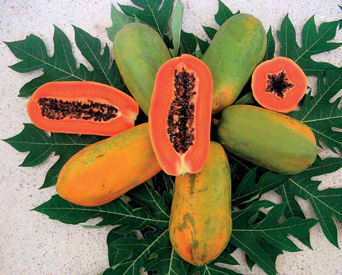 pepaya merah pepaya merah