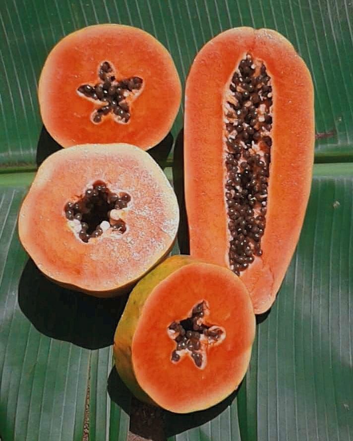 pepaya merah delima pepaya merah delima