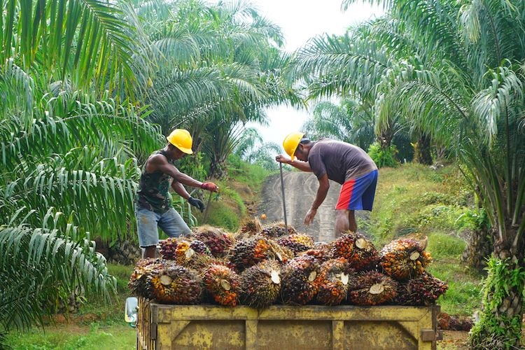 Daftar peralatan kelapa sawit Daftar peralatan kelapa sawit
