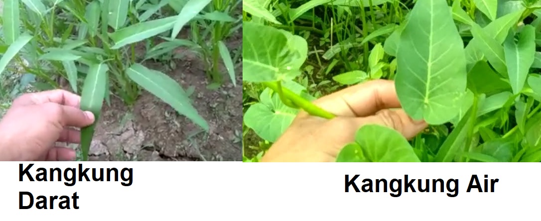 Perbedaan kangkung darat dan kangkung air Perbedaan kangkung darat dan kangkung air