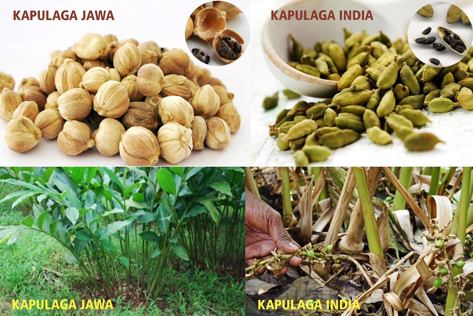 Perbedaan kapulaga India dan Kapulaga Jawa