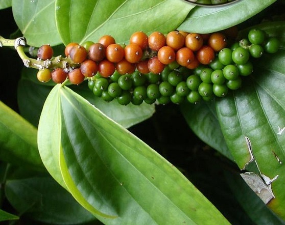 buah lada buah lada