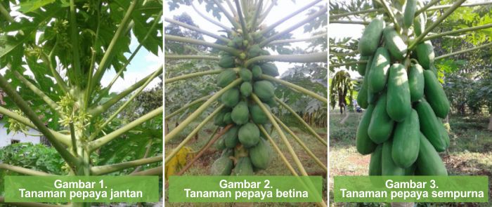 perbedaan buah pepaya karena bunga perbedaan buah pepaya karena bunga
